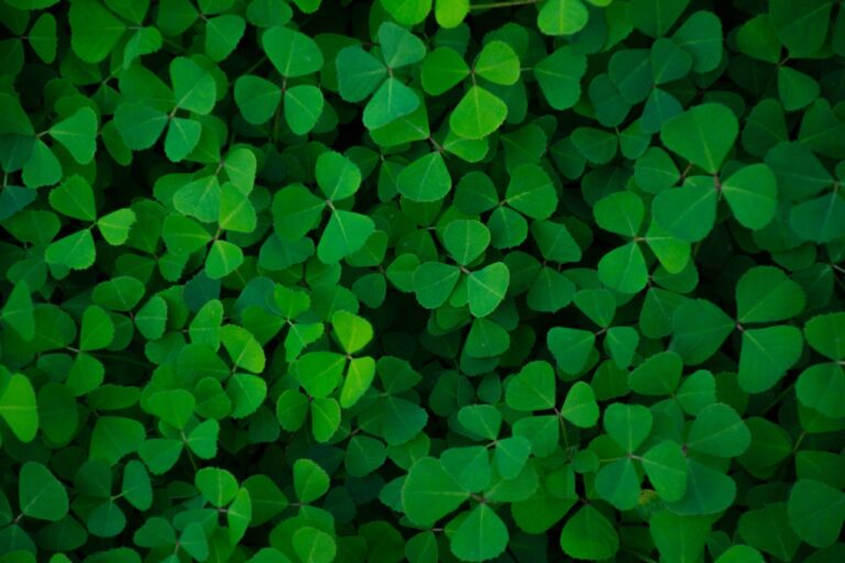 Green, emissioni zero